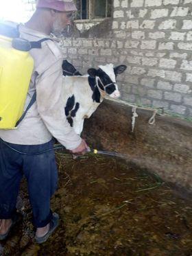 محافظ كفر الشيخ : تحصين 30155 طائراً ضد الأمراض الوبائية