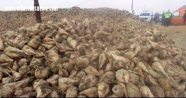 مزارعو البنجر بكفر الشيخ يرفضون تسليمه للمصانع لتدنى سعره.. ويطالبون الرئيس بالتدخل