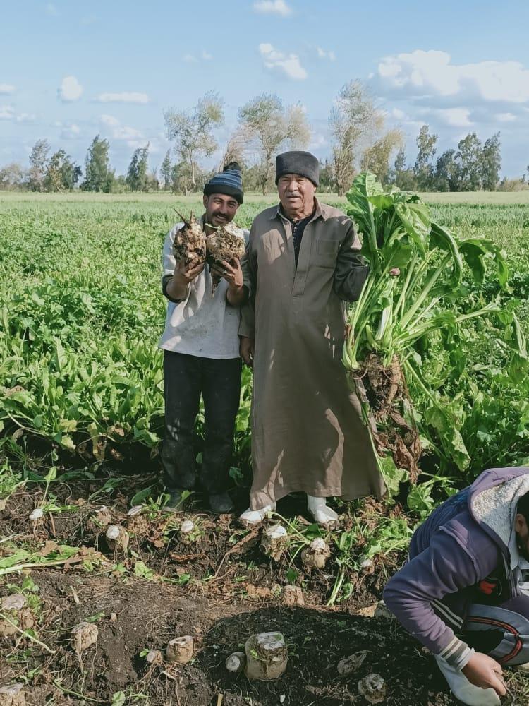 مصانع السكر تذيق المر للفلاحين