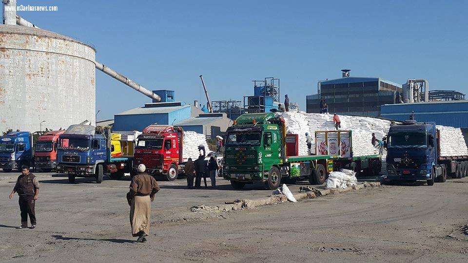 تحميل كميات من السكر بمصانع الدلتا بكفر الشيخ.. 