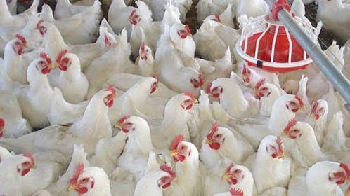 محافظ كفر الشيخ : تحصين 30155 طائراً ضد الأمراض الوبائية