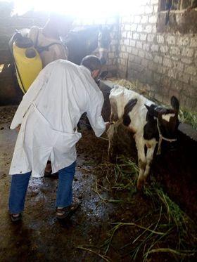 محافظ كفر الشيخ : تحصين 30155 طائراً ضد الأمراض الوبائية