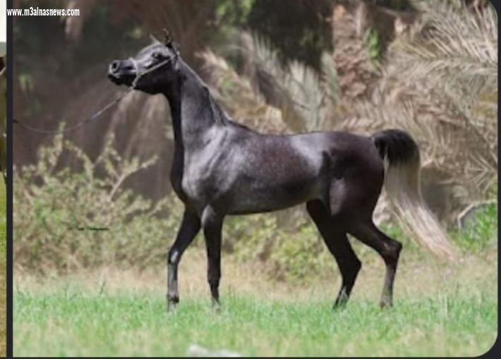 لعشاق الخيل العربي الأصيل.. مزاد مميز يطرح نخبة من أجود الخيول المصرية الأصيلة بمزرعة العبد