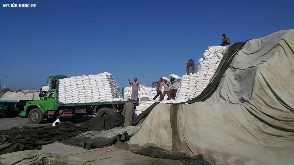 تحميل كميات من السكر بمصانع الدلتا بكفر الشيخ.. 