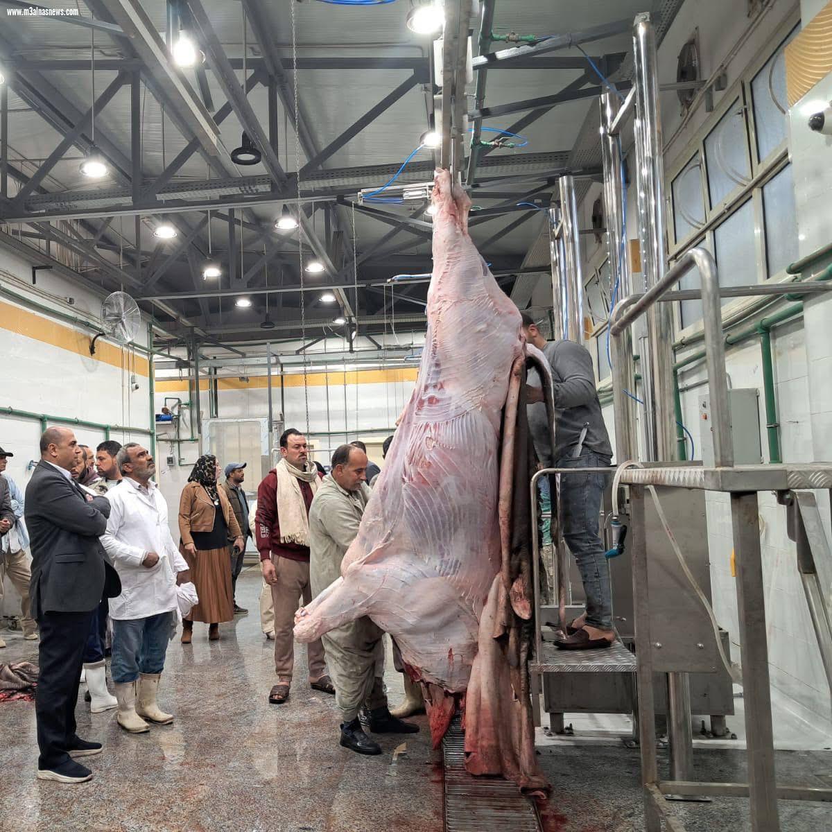 بتكلفة 23 مليون جنية التشغيل التجريبي لمجزر بيلا بكفر الشيخ