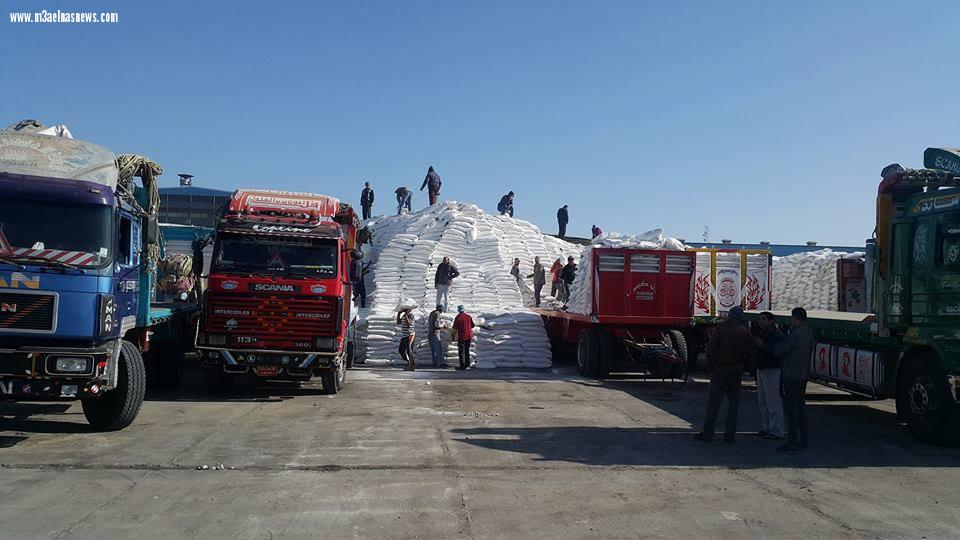 تحميل كميات من السكر بمصانع الدلتا بكفر الشيخ.. 