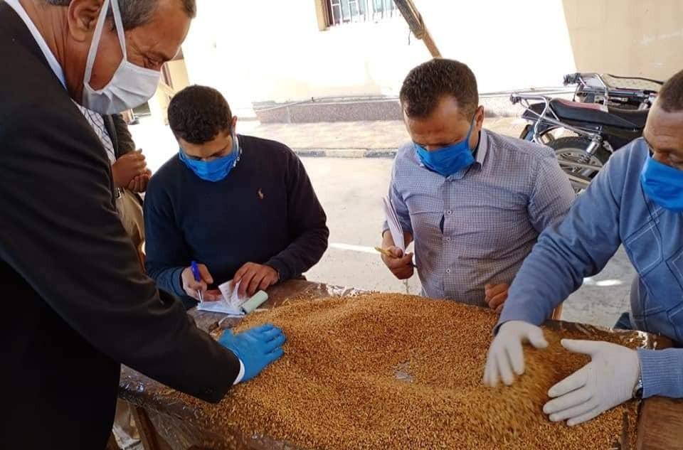 تموين كفرالشيخ.. تم توريد 18 مليون طن قمح من المزارعين