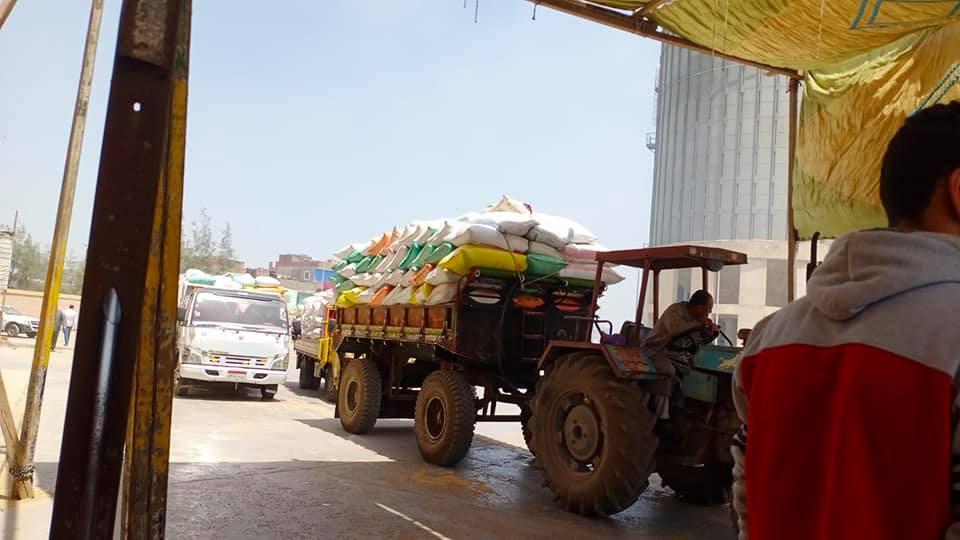 تموين كفرالشيخ : استلام 37 ألف طن قمح من المزارعين