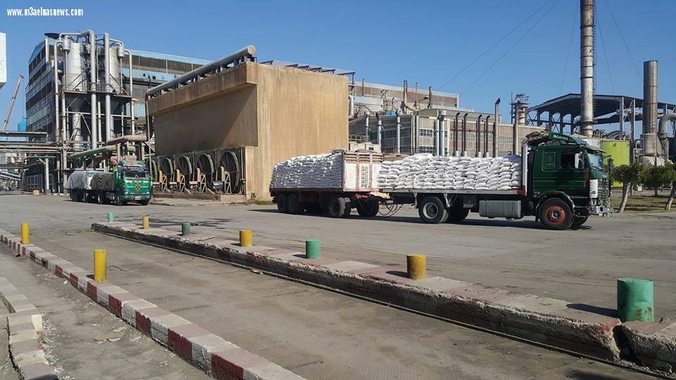 تحميل كميات من السكر بمصانع الدلتا بكفر الشيخ.. 