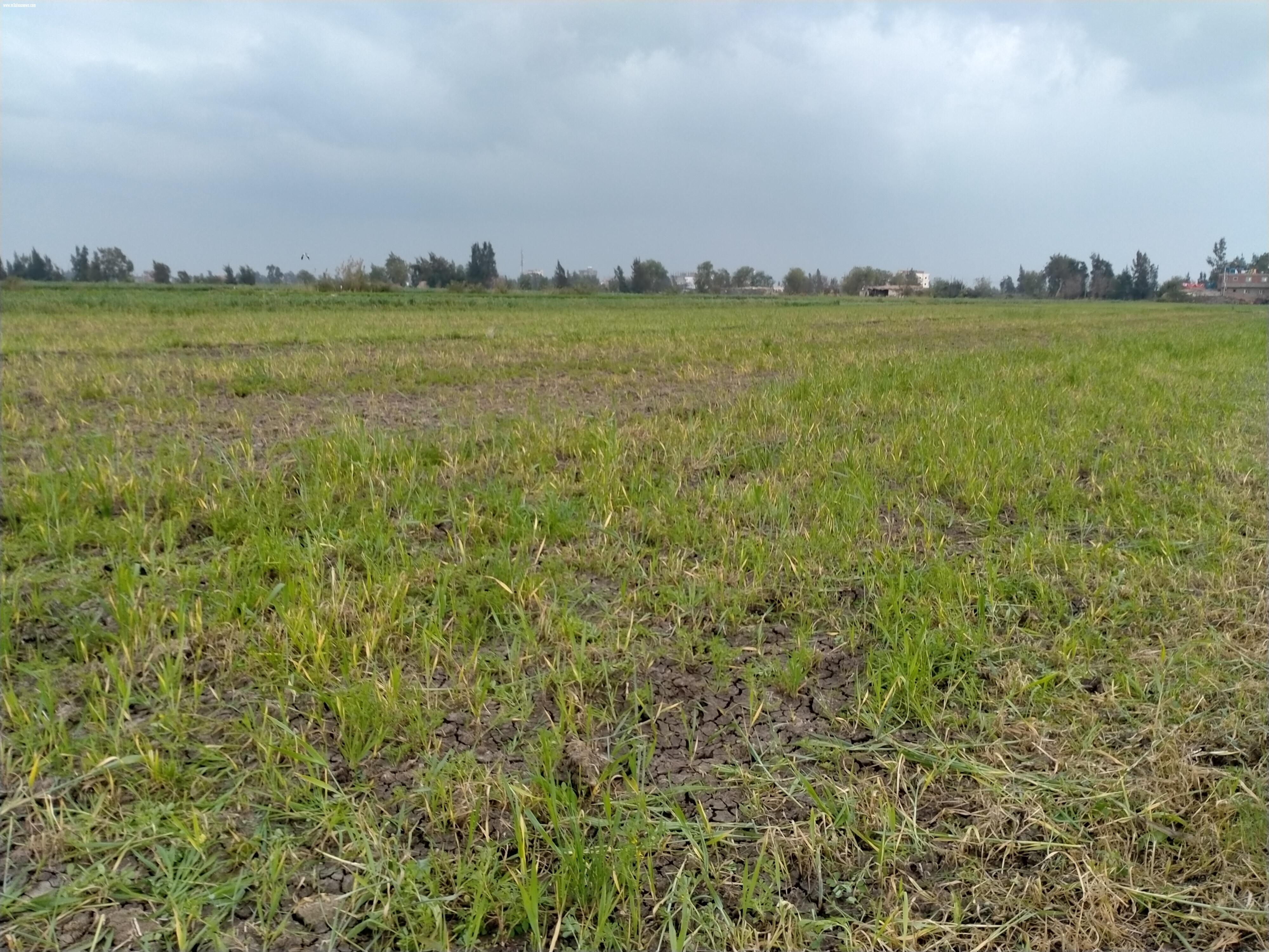 بوار عشرات الأفدنة بمحصول القمح بكفرالشيخ.. والزراعة.. محدش بلغنا