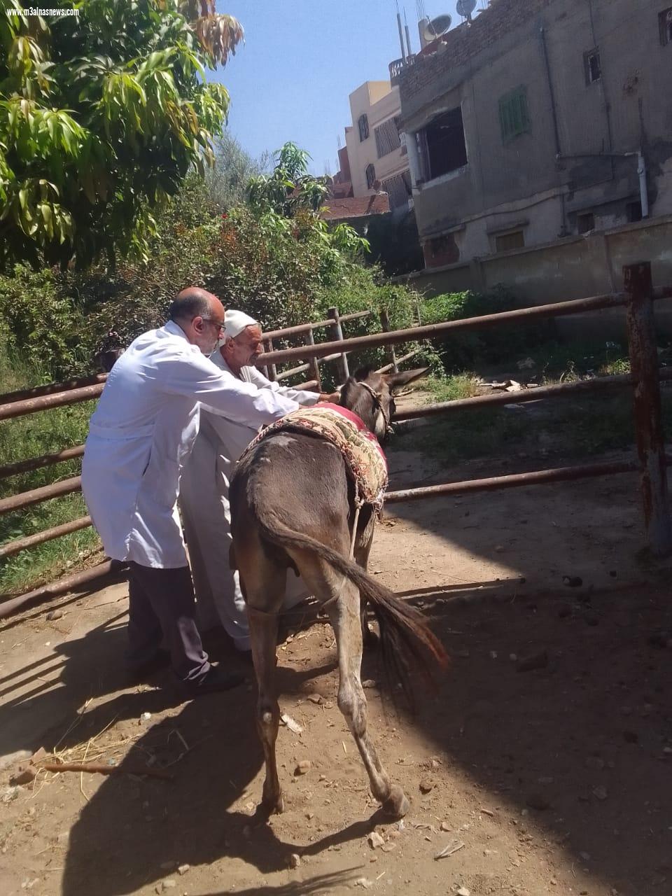 قافلة بيطرية بكفر الشيخ تجري الكشف البيطري على الحيوانات بقرية بقلين