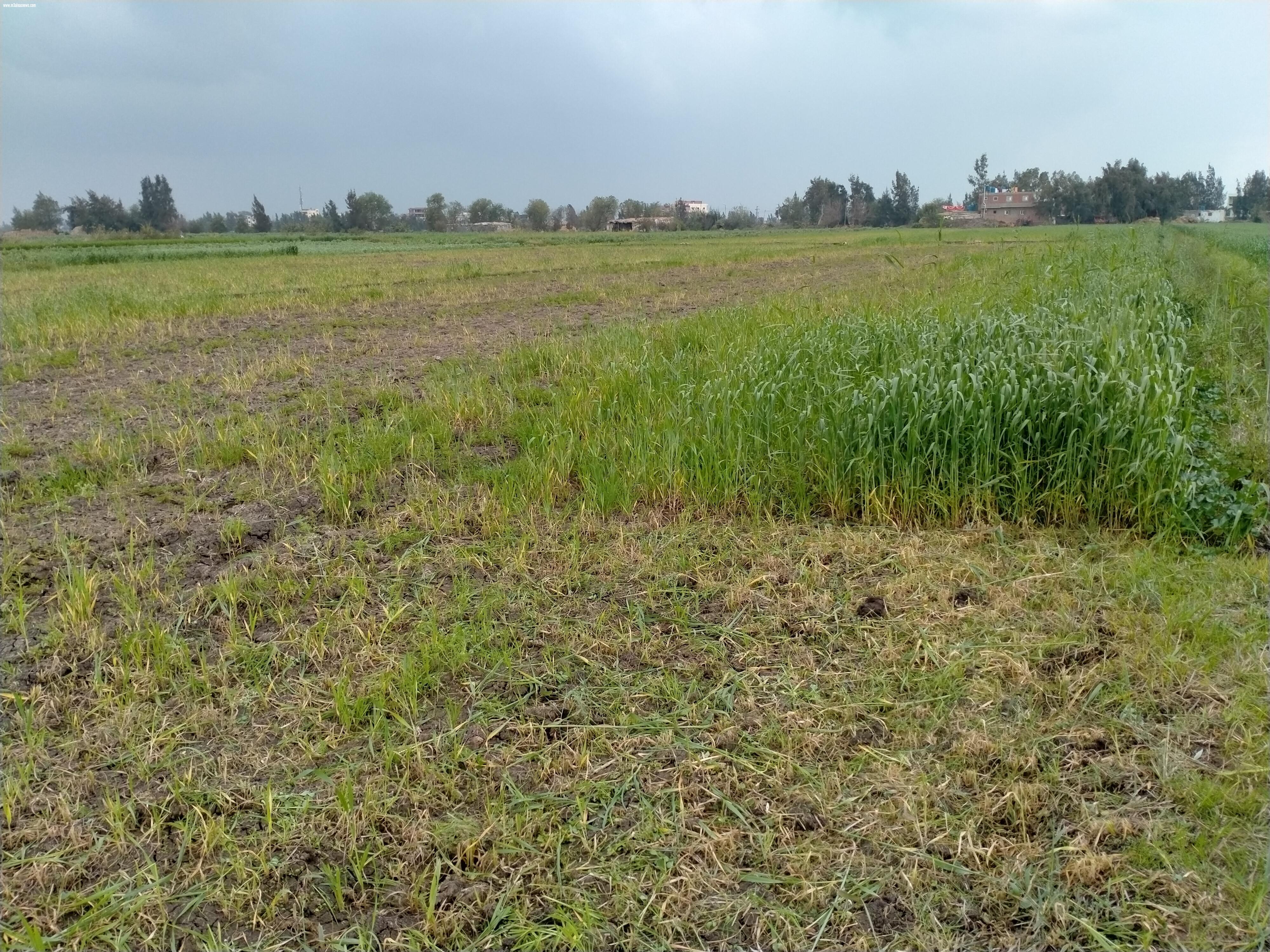 بوار عشرات الأفدنة بمحصول القمح بكفرالشيخ.. والزراعة.. محدش بلغنا