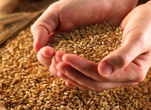 توريد 17 ألف طن من القمح لصوامع كفر الشيخ