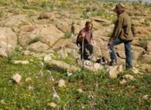 إعتداء المستوطنون على رعاة الأغنام فى بيت لحم