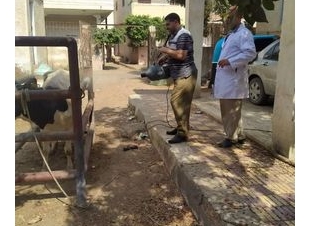 محافظ كفر الشيخ : تحصين 30155 طائراً ضد الأمراض الوبائية