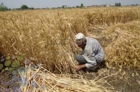 3.6 مليون طن حصاد مصر من موسم القمح الموسم الحالي