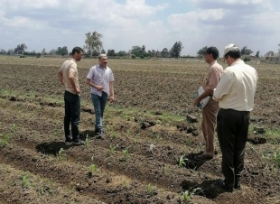 فعاليات البرنامج الإرشادى للنهوض بإنتاجية المحاصيل الصيفية بكفر الشيخ