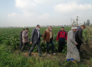 بدء توريد 250 ألف فدان بنجر لمصانع السكر وخلو القمح من الصدأ الأصفر 