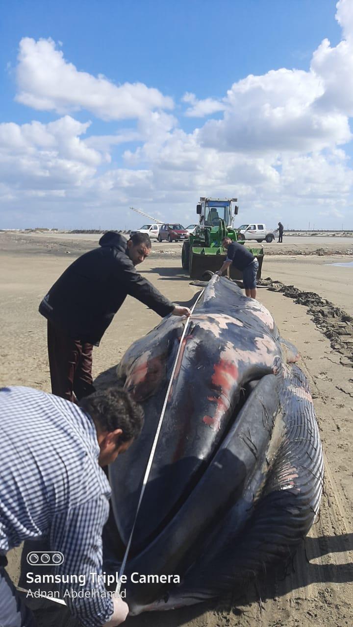 الانتهاء من الدفن الصحي لأثنى الحوت بمزرعة غليون السمكية  بكفرالشيخ