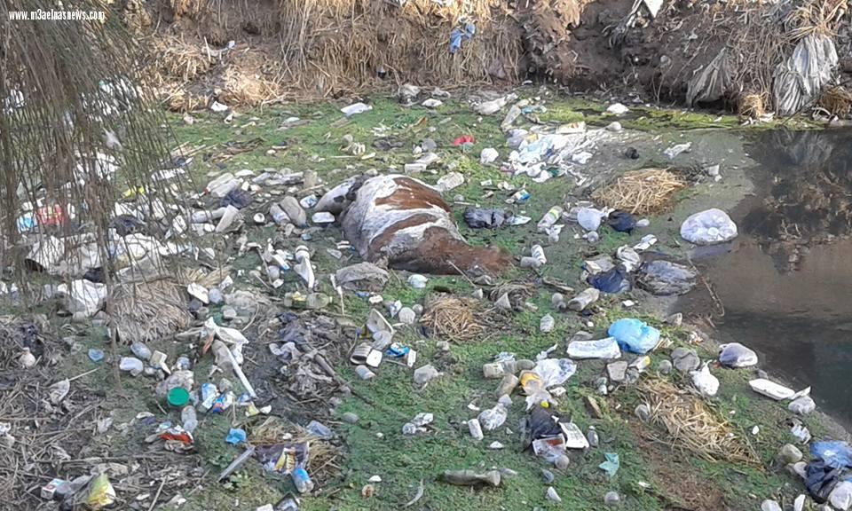 بالصور| التلوث يسيطر على المجارى المائية بقرية صيفر البلد بكفر الشيخ