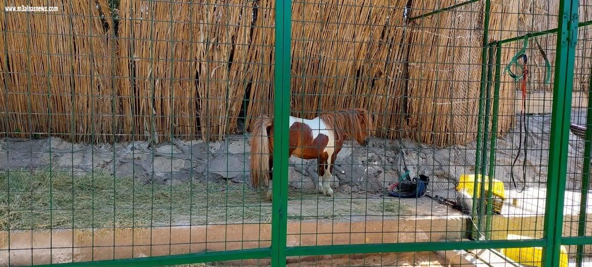 في ثاني أيام العيد ..  اقبال كبير على حدائق دسوق والاستمتاع بالرحلات النيلية