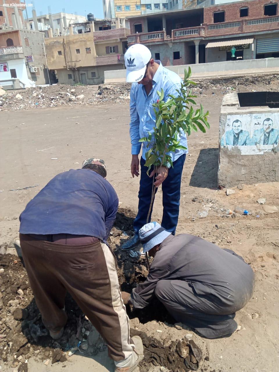 زراعة 1500 شجرة مثمرة بسيدي غازي بكفر الشيخ