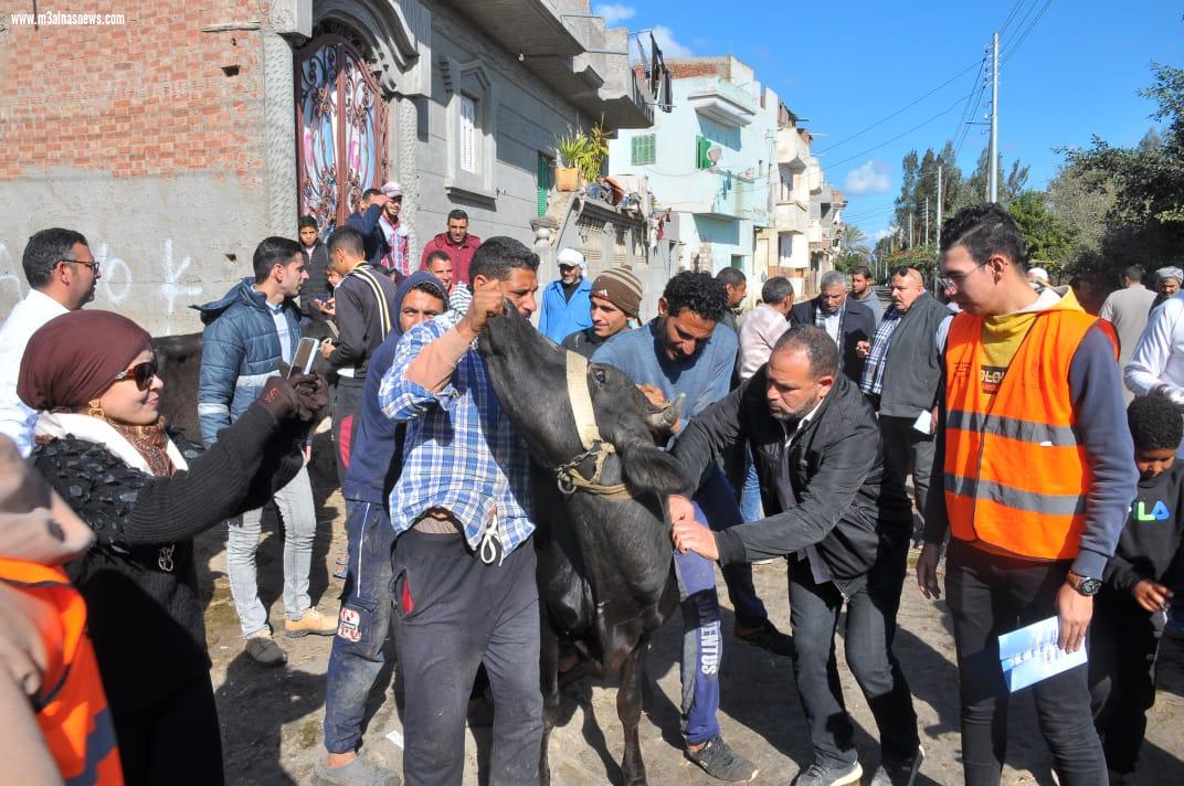 قافلة بيطرية لجامعة كفر الشيخ بالتعاون مع الصحة والطب البيطري وصندوق مكافحة الإدمان إلى مطوبس ضمن مبادرة 