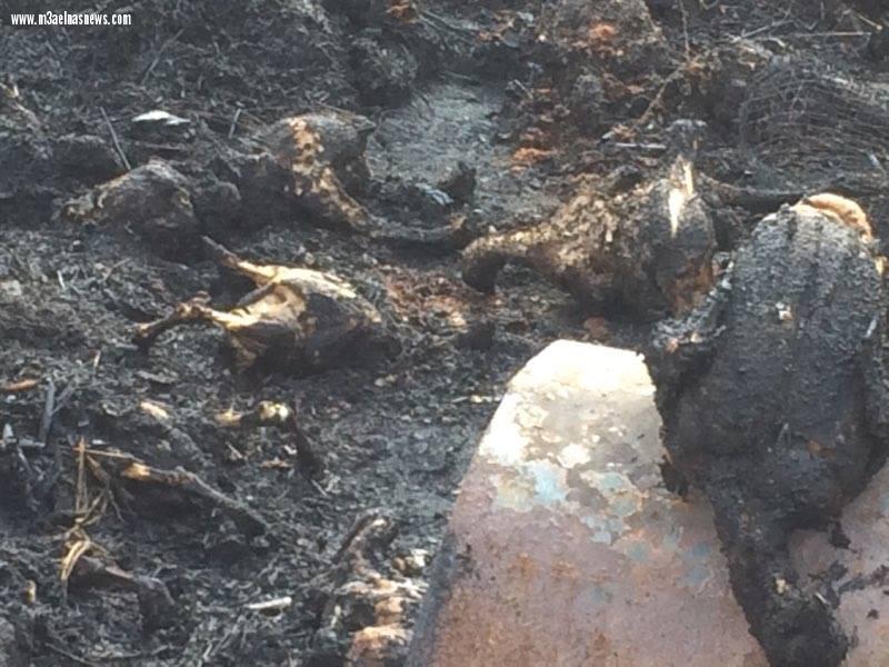 نفوق 6 آلاف دجاجة إثر حريق مزرعة بكفر الشيخ.. 