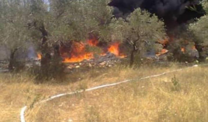 قوات الاحتلال تحرق أشجار الزيتون شمال فلسطين
