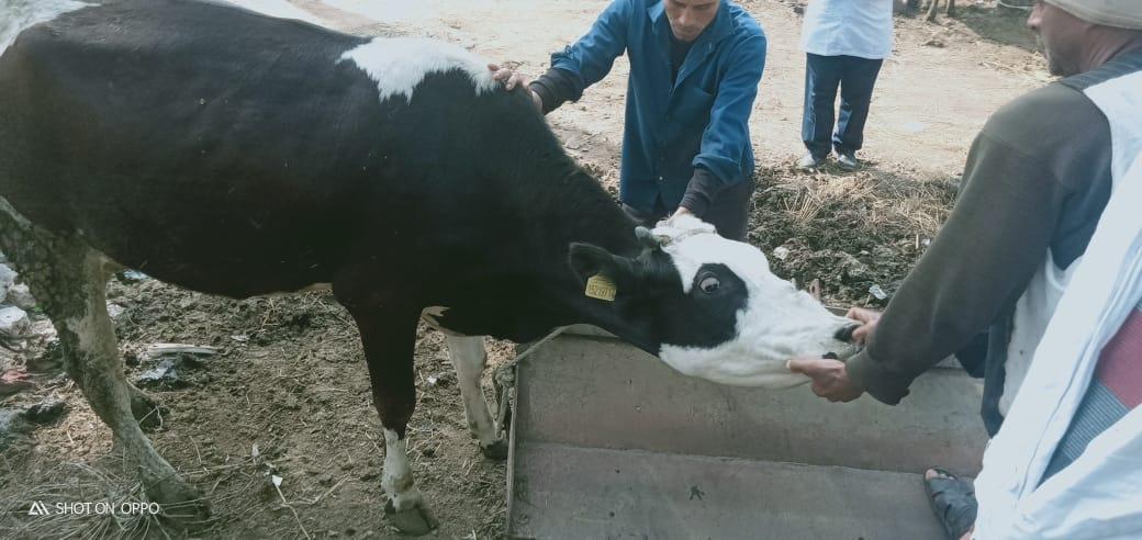 محافظ كفر الشيخ : تحصين 120 ألف رأس ماشية ضد حمى الوادى المتصدع والحمى القلاعية