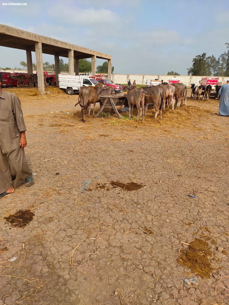 عودة الحياة لسوق الماشية في بيلا بكفر الشيخ مع تطبيق الإجراءات الإحترازية