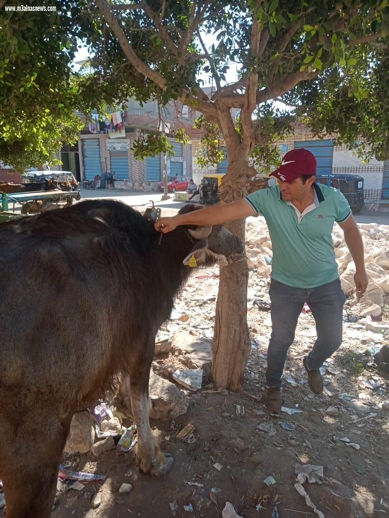 تحصين 135 ألف رأس ماشية بكفر الشيخ من الحمى القلاعي والوادي المتصدع والتسمم الدموي