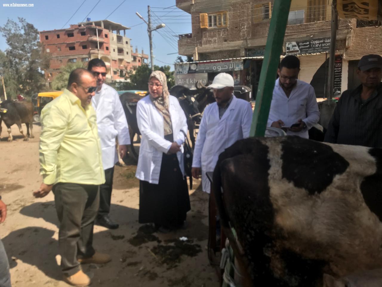 فى ختام فعاليات الحمله القوميه للقوافل العلاجيه البيطرية علاج وتحصين ٤٣٤٨ ماشية بقري محافظة كفر الشيخ
