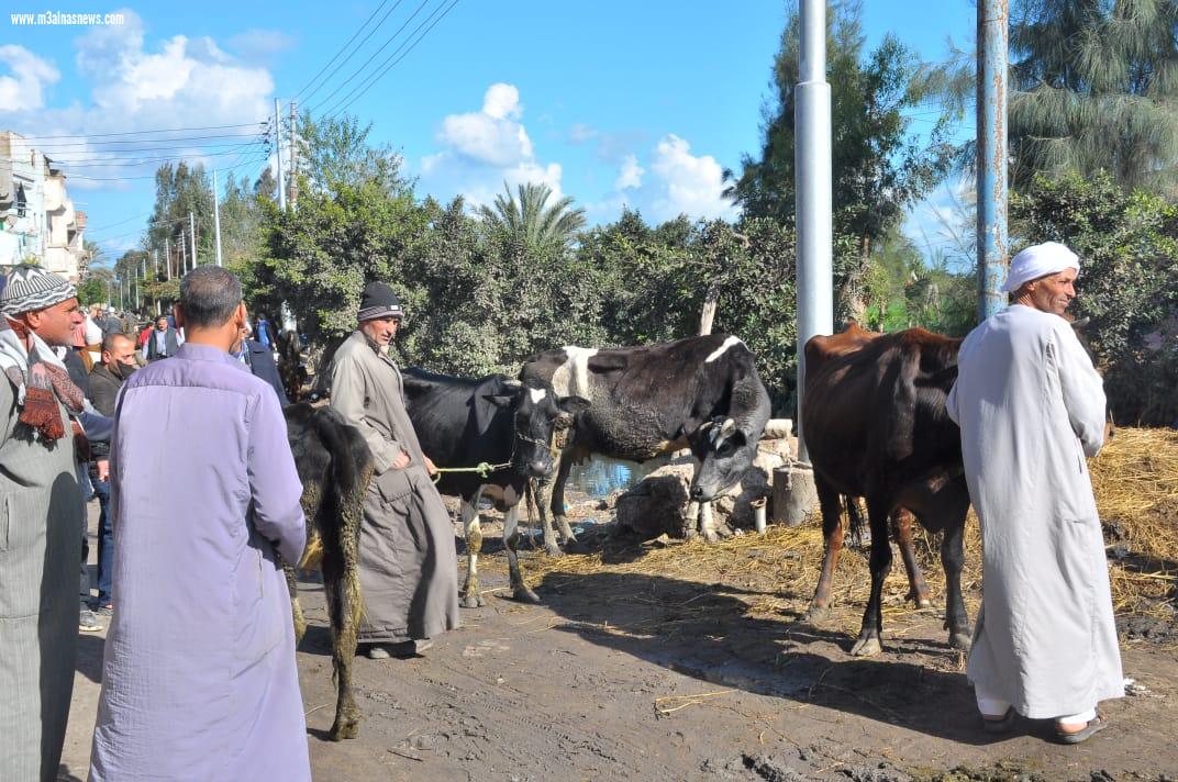 قافلة بيطرية لجامعة كفر الشيخ بالتعاون مع الصحة والطب البيطري وصندوق مكافحة الإدمان إلى مطوبس ضمن مبادرة 