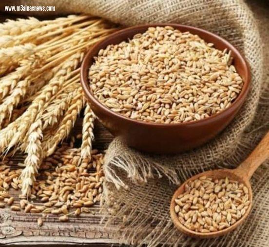 حدوث تراجع عالمي في مخزونات القمح ومصر ليست قلقة