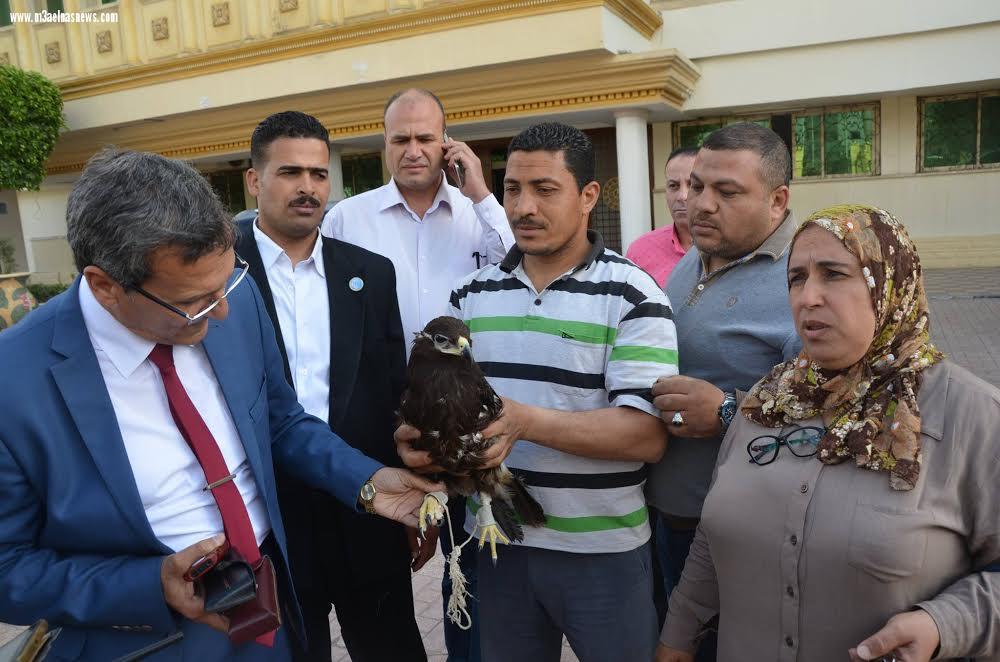 نسر يلجأ لديوان كفر الشيخ هربًا من غربان.. والمحافظ يشكل لجنة لرعايته