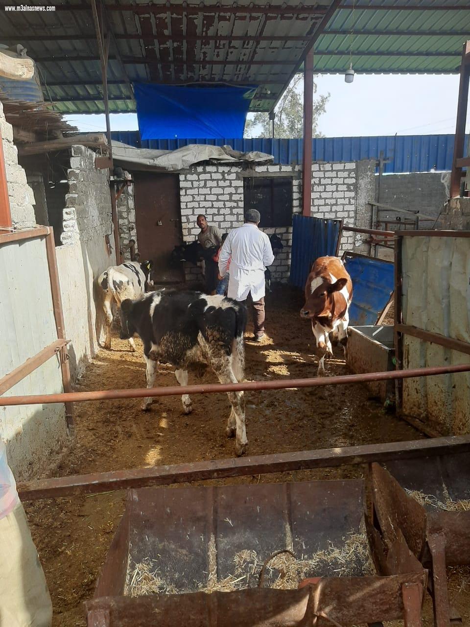 تحصين 150 ألف رأس ماشية ضد الجلد العقدي وجدري الأغنام والدواجن بكفر الشيخ