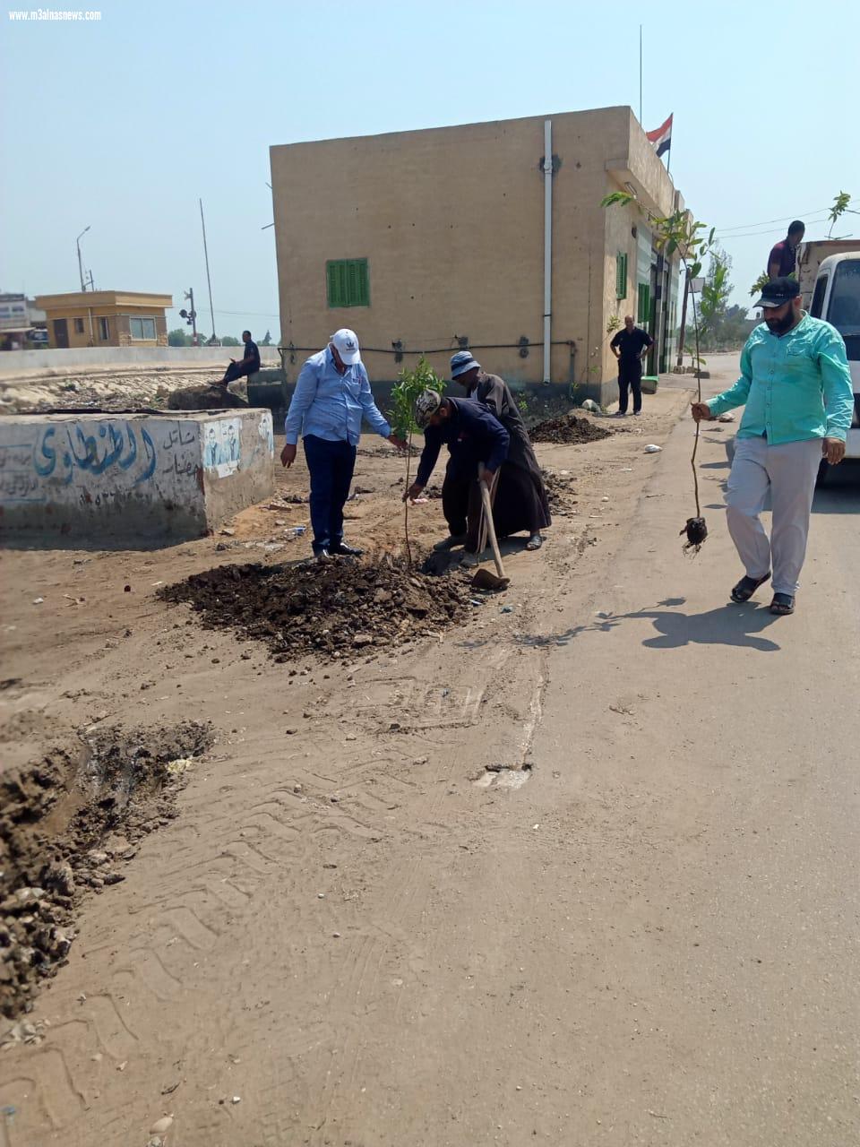 زراعة 1500 شجرة مثمرة بسيدي غازي بكفر الشيخ