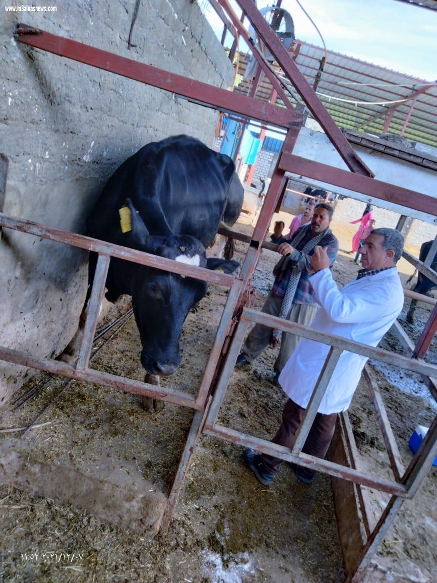 تحصين 217 ألف رأس ماشية  بكفر الشيخ