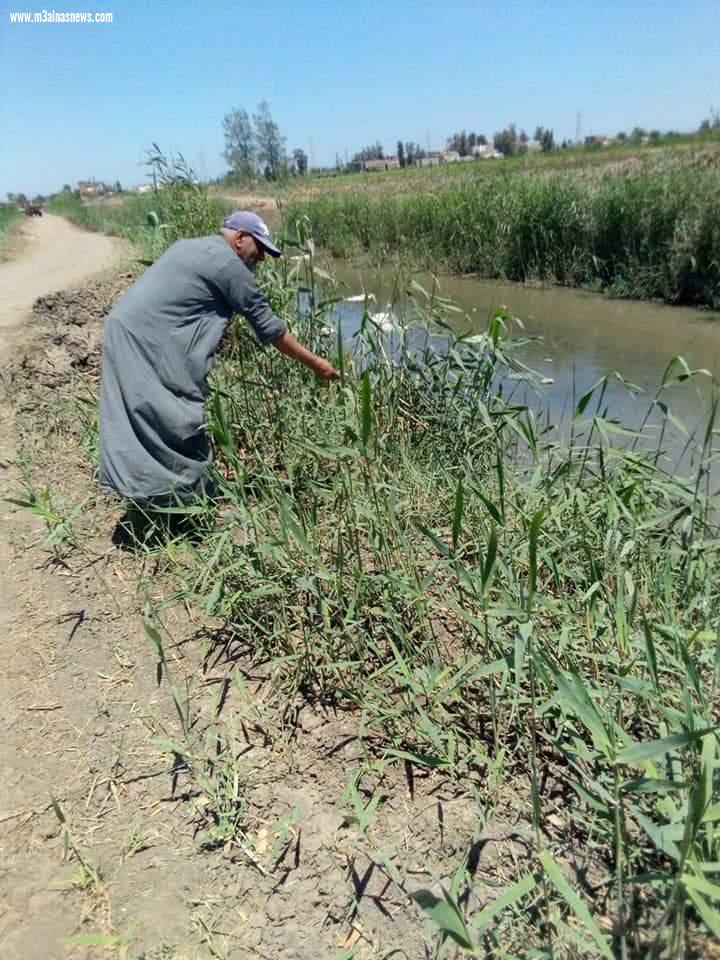  زراعه كفر الشيخ تبدأ حملة لمكافحة القوارض بمراكز وقرى المحافظة