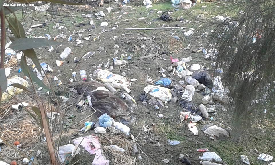 بالصور| التلوث يسيطر على المجارى المائية بقرية صيفر البلد بكفر الشيخ