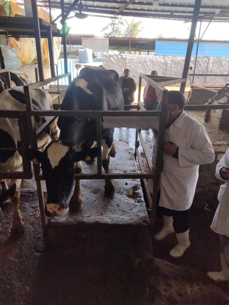 محافظ كفر الشيخ : تحصين 120 ألف رأس ماشية ضد حمى الوادى المتصدع والحمى القلاعية