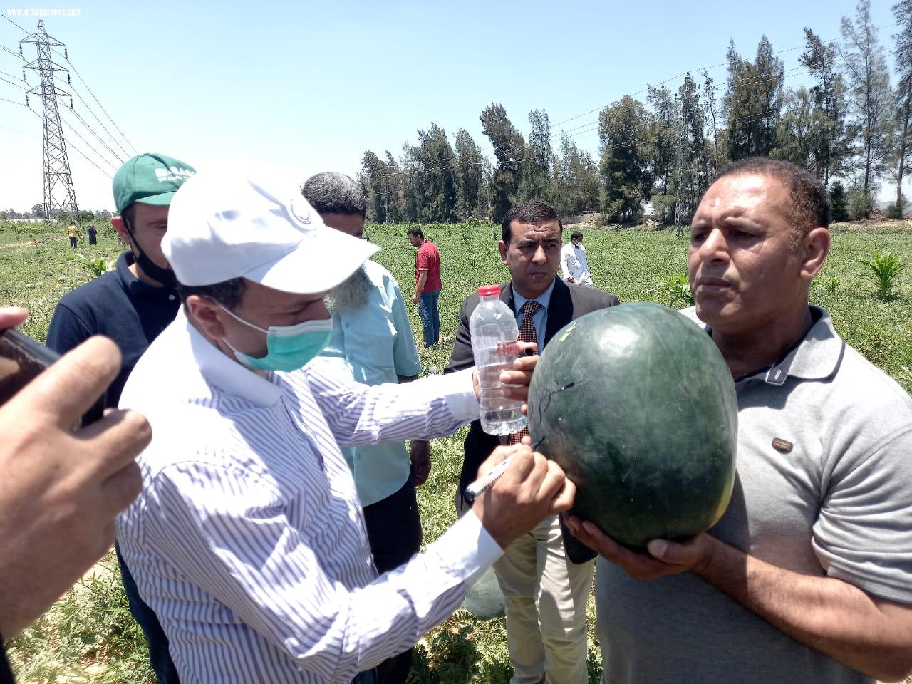 الزراعة تنظم يوم حقلي لتقاوي وإنتاج البطيخ بحضور علماء مركز البحوث وشركات الإنتاج