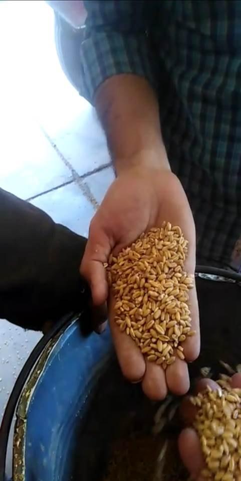 محافظ أسيوط يعلن تسهيل كافة الاجراءات لاستلام القمح من المزارعين بـ 27 مركز تجميع وتوريد 574 طن حتى الآن