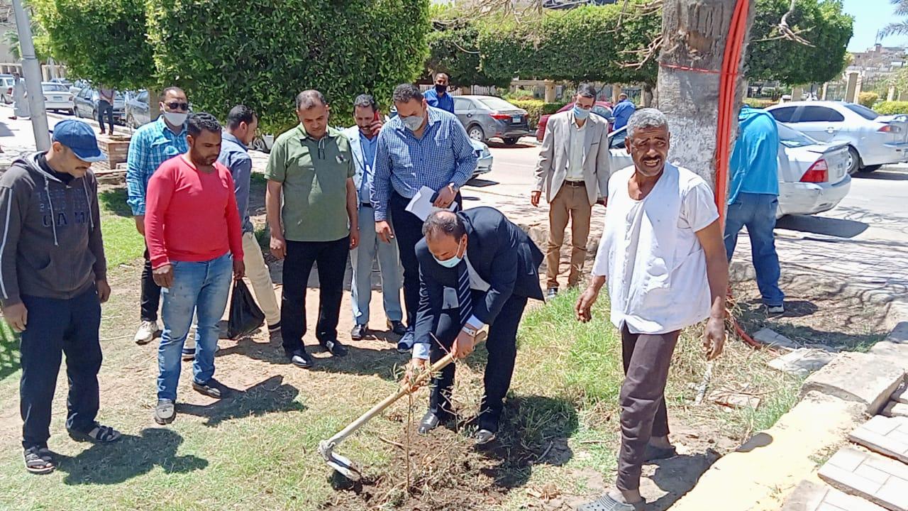 بالصور .. زراعة ألف شجرة زيتون بالحدائق العامة المجانية بمدن كفر الشيخ 