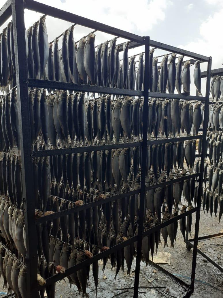 ضبط 13 طن رنجة فاسدة بمصنع غير مُرخص بسيدي سالم فى كفرالشيخ