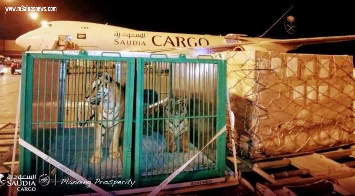 10 نمور تصل من ميلانو للمشاركة في سفاري موسم الرياض