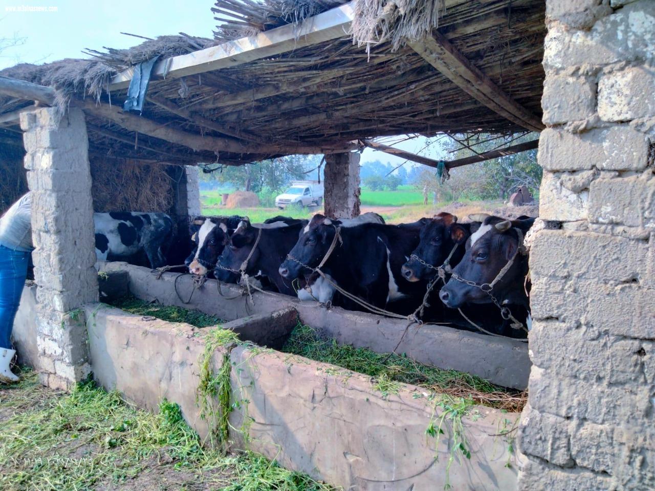 تحصين 217 ألف رأس ماشية  بكفر الشيخ