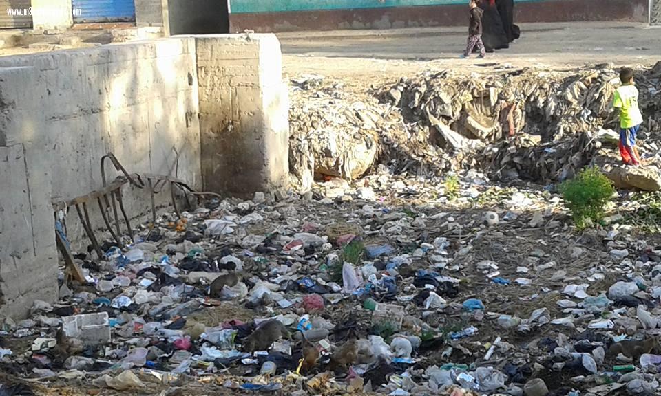 بالصور| التلوث يسيطر على المجارى المائية بقرية صيفر البلد بكفر الشيخ