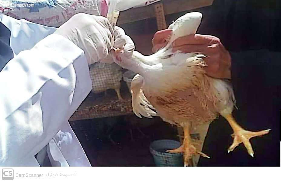 تحصين  64 ألف طائر من مرض أنفلونزا الطيور والأمراض الوبائية بقرى كفر الشيخ